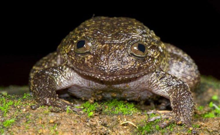 In this September 2011 photo released by Systematics Lab, Delhi University, a Wayanad night frog sits in the forests of the Western Ghats in Kerala.
